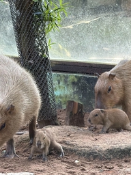 Thảo Cầm Viên đón 3 capybara con, mới sinh đã có răng, vài giờ sau biết đi