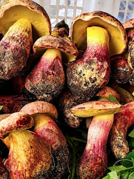 Giải mã bí ẩn nấm dại 'triệu hồi hàng trăm yêu tinh thần thoại' sau khi ăn