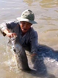 Vuông tôm Cà Mau có ‘cá lạ’: Nông dân 'vô mánh' cận tết, thu tiền triệu