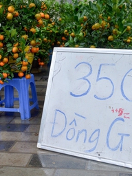 Tiểu thương bán quất tết bắt đầu xả hàng, bán đồng giá cắt lỗ