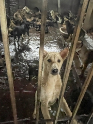 Làng giết mổ chó lớn nhất Hà Nội: Nhiều người bỏ nghề