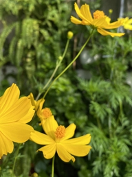 Về quê ăn tết 1 - 2 tuần, tưới cây thế nào để không héo?