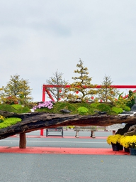 Tác phẩm mai vàng rao bán gần 800 triệu ở Hà Nội có gì đặc biệt?