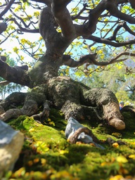 Hoàng mai Huế 'đột biến' được định giá 8 tỉ đồng, khách trả 3 tỉ vẫn chưa bán