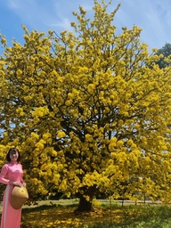 Cây mai 70 tuổi ở Đồng Nai nở rực mùng 3 tết, như quả cầu vàng