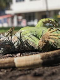 Trời lạnh bất thường, kỳ nhông bị choáng rơi 'như mưa' tại Florida