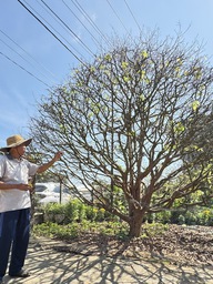 Cây mai vàng hơn 70 năm tuổi được 'hét giá' 3,5 tỉ đồng: Chủ khẳng định độc nhất vô nhị