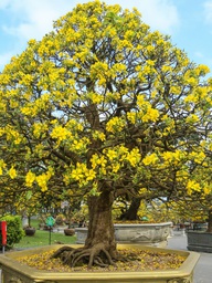 Chiêm ngưỡng những 'siêu' hoàng mai tiền tỉ ở Huế trước Phu Văn Lâu