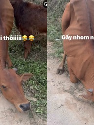 Clip con bò quỳ xuống khi bị dắt đi: Cái kết khiến nhiều người bất ngờ