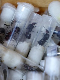 Giấu 2.000 con kiến trong hành lý qua sân bay