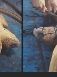 Clip rùa mắc lưới bơi đến thuyền cầu cứu gây xúc động, hút 16 triệu lượt xem