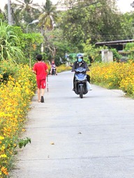 Con đường hoa sao nhái dài 1 km ở TP.HCM rực rỡ như tranh