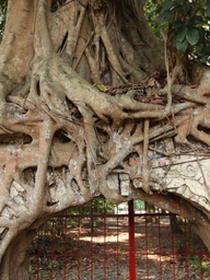 Đi ngang tưởng cổng đình bị 'nuốt chửng', hóa ra cây đa trăm tuổi ở TP.HCM