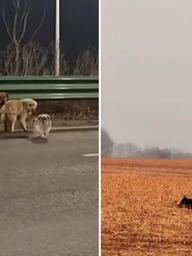 7 chú chó trốn thoát cẩu tặc, cùng nhau lặn lội 17 km về nhà