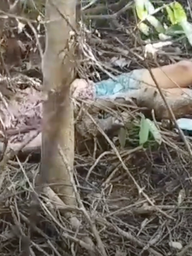 Mất tích 10 ngày, người phụ nữ được tìm thấy trong rừng sâu