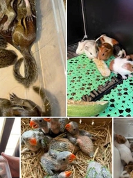 Nuôi thú cưng: Coi chừng 'đam mê' dẫn lối vào tù