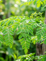 Vì sao chùm ngây được ví như 'thịt bò của thực vật'?