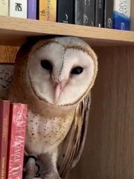 Chim cú lợn có thật sự xui xẻo? Câu chuyện từ cô gái ở TP.HCM