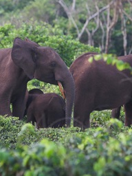 Triệu phú Mỹ đi săn thú bị voi giẫm chết