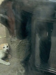 Chuyện lạ tại Thảo Cầm Viên: Mèo rơi vào chuồng dã nhân được giải cứu