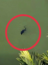 TP.HCM: Phát hiện loài vật trong Sách đỏ ngoài tự nhiên, người dân lầm tưởng… cá sấu