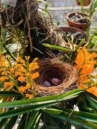 Đôi chim làm tổ trong khóm hoa lan nở rực, dân mạng xuýt xoa vì quá dễ thương