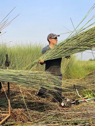 Loại cỏ chỉ ưa nước phèn, nước mặn: Đã có thời thương lái giành nhau mua