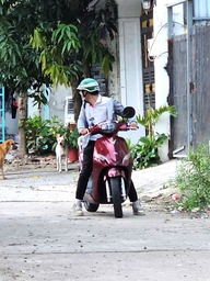 Nhận hơn 55 đơn phản ánh 'nỗi khiếp sợ', lực lượng chức năng vây bắt chó thả rông