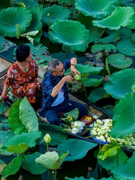 Vào hồ ngự uyển Kinh thành Huế xem thợ thức sớm 'gửi trà' vào búp sen tiến vua