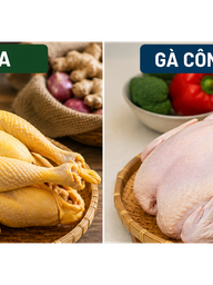 Gà ta có bổ hơn gà công nghiệp? Chuyên gia dinh dưỡng giải đáp