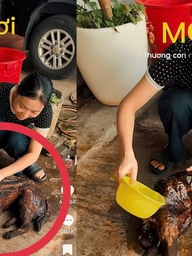 14 triệu lượt xem clip cô gái 'tắm' chó: Chuyện hiểu lầm hy hữu xảy ra
