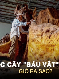 Gốc cây ‘báu vật’ 35 tỉ đồng từng gây xôn xao miền Tây, giờ ra sao?