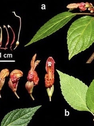 Phát hiện cây thuốc của người H'Mông ở độ cao hơn 1.500 m