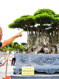 Chiêm ngưỡng cây sanh hơn 100 năm ở Quảng Ngãi được định giá khoảng 2 triệu USD