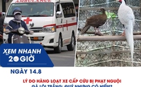 Xem nhanh 20h ngày 14.8: Gà lôi trắng: quý nhưng có hiếm? | Vì sao xe cấp cứu chạy làn khẩn cấp cao tốc bị phạt nguội