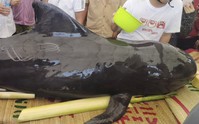 Cá heo nặng 300 kg bị thương, dạt vào bờ ở Quảng Ngãi