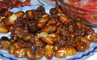 Ăn ve sầu, nhiều người dân miền núi Quảng Trị ngộ độc