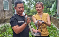 Cô gái bán vàng cưới đầu tư nuôi rắn ri cá, thu nhập gần 800 triệu đồng/năm