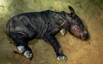 Tê giác Sumatra cực hiếm sinh con
