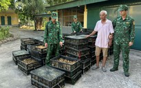 Bắt người Trung Quốc đưa lậu hơn 17.000 con gà giống vào Việt Nam