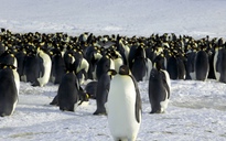 Cúm gia cầm lần đầu xuất hiện ở Nam Cực, đe dọa chim cánh cụt