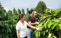 NESCAFÉ Plan giúp phụ nữ Tây nguyên thực hành nông nghiệp tái sinh và phát thải thấp