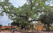 'Cụ' gạo đền Mõ, cây di sản gần 750 năm gắn với cuộc đời công chúa nhà Trần