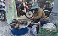 Thừa Thiên - Huế: Rao bán chim trời công khai trên phố và mạng xã hội