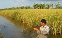 Cà Mau: Kiểm điểm chủ tịch huyện vì liên quan gói thầu mua lúa giống, phân bón