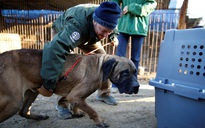 Hàn Quốc dự định cấm thịt chó trong năm nay