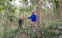 83% vốn phát triển rừng từ nguồn xã hội hóa