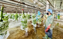Chi gần 3,2 tỉ đô, người Trung Quốc chuộng rau quả nào của Việt Nam?