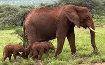 Hy hữu ca song sinh ở voi Kenya