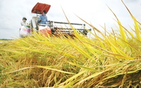 Lúa 'xanh' nâng tầm gạo Việt